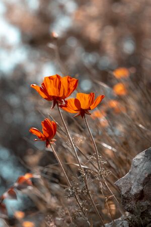 Grunge style  of a poppy flowers growing on the fieldの写真素材
