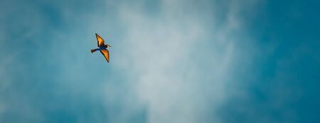 Panoramic photo of a bee-eater flying in the sky, beautiful colorful bird over blue sky background, migration of exotic birdsの写真素材