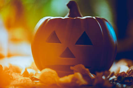 Closeup Photo of a Pumpkin with Traditionally Carved Face. Autumnal Garden in Sunny Day. Jack o Lantern for Halloween Party. American Holiday.の写真素材