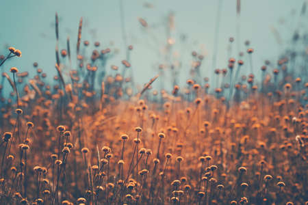 Closeup Photo of a Little Dry Flowers Field in Mild Sunset Light. Abstract Natural Background. Beautiful Rural Landscape.の写真素材