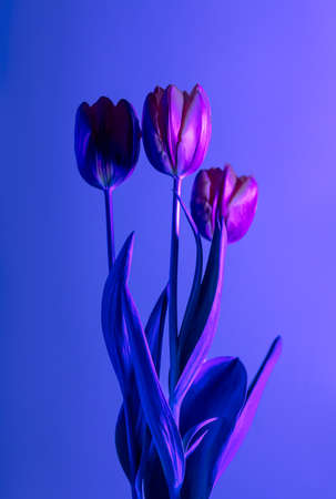 Gorgeous Stylish Photo of a Gentle Violet Tulips Bouquet isolated on Purple Blue Background. Fashion Still Life.の写真素材