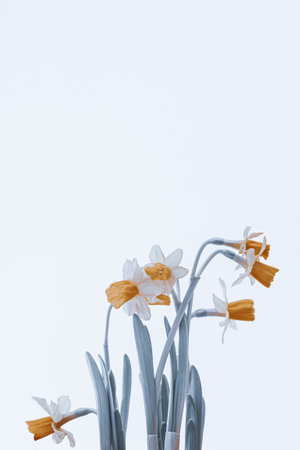 Beautiful gentle narcissus flower isolatedの写真素材