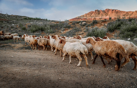 A sheep paddock in the mountainous valley