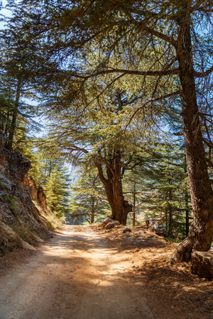 Mountainous road in cedars forest