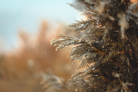 Rainy Day in a Coniferous Park
