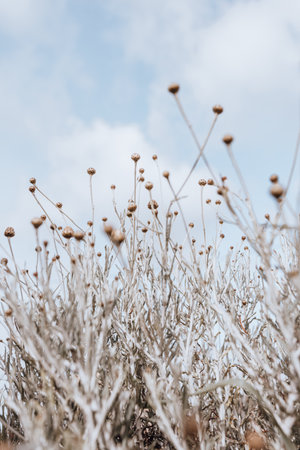 Daisy flowers field ready for spring bloomの写真素材