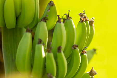 Vibrant green bananas thrive in a lush, rich setting, beautifully showcasing the amazing bounty of natureの写真素材