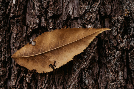 Golden Leaf on Tree Barkの写真素材