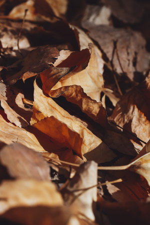 Autumn Leaves Closeup Viewの写真素材