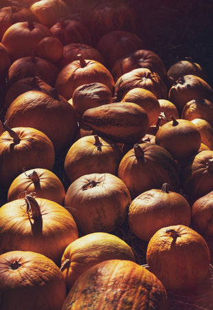 Pumpkin Background