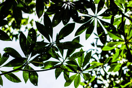 green leaves on the treeの写真素材