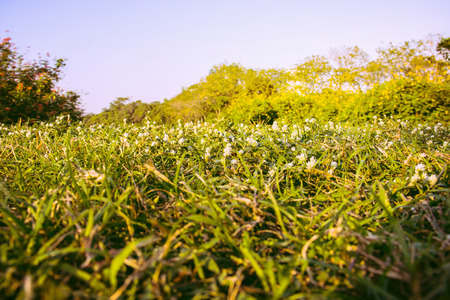 Grass field landscape at sunrise