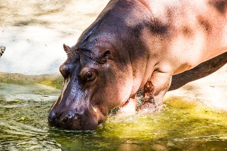 A hippos in the zoo