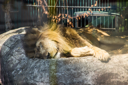 Lion resting at the zooの写真素材