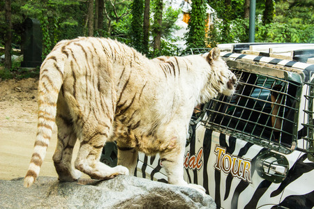 EVERLAND, YONGIN, SOUTH KOREA - MAY 18: Feeding of tigers at Everland on May 18, 2015 in Yongin, South Koreaのeditorial素材