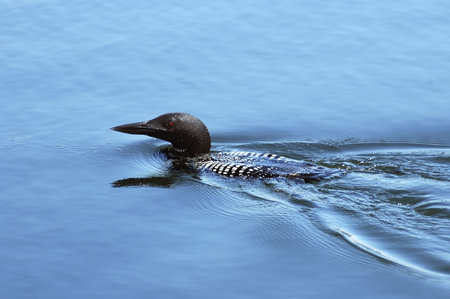 Big mature loon swimming by the shoreの写真素材