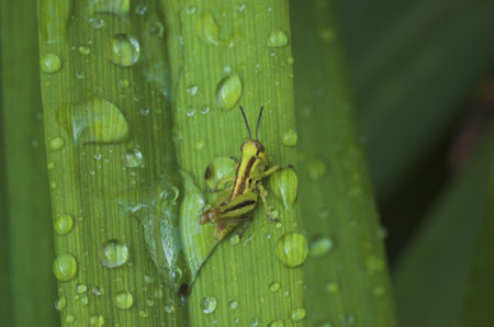 Grasshopper on wet balde of grassの写真素材