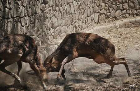 A great fightの写真素材