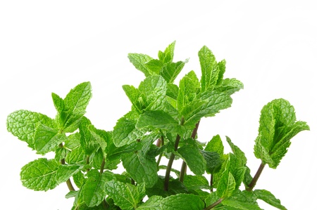 mint on the white background
