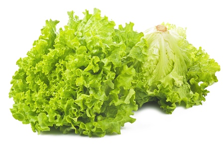 Fresh Lettuce on the white の写真素材