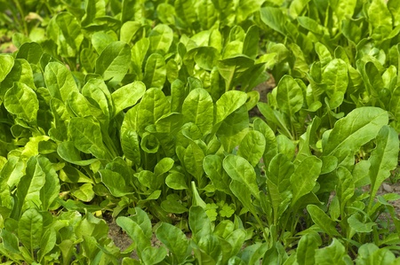 Garden Fresh Vegetables  in a home garden の写真素材