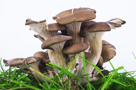 Oyster mushrooms on a white の写真素材