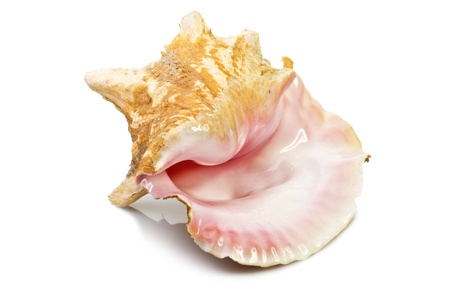 Tropical shell isolated on whiteの写真素材
