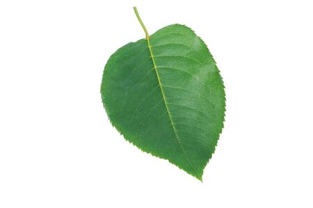 Rose Leaf Close-Up Isolated On White Background.の写真素材
