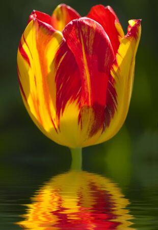 Tulip flower isolated on white background 
の写真素材