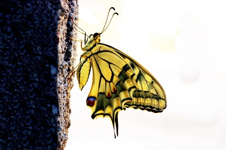 Great Papilio machaon siriacus butterfly with the wings wide open 