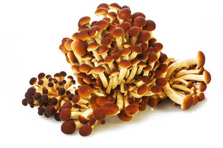 Raw mushrooms Agrocybe aegerita close up