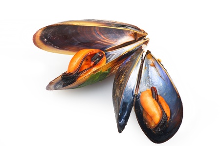 black mussels close up on white background