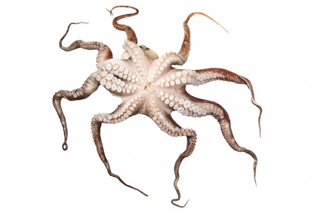 octopus on the white backgroundの写真素材