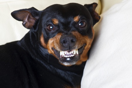 pincher dog in defense ready to protectの写真素材
