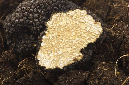 freshly harvested truffles  and sliced close up の写真素材