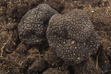 freshly harvested truffles  and sliced close up 