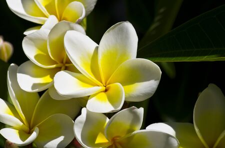 Close up of frangipani Plumeria  flowers in Crete Greeceの写真素材