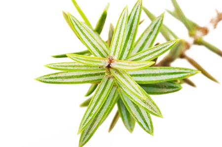 juniper leaves close up on the white