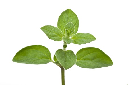 Fresh leaves of marjoram close up on white の写真素材