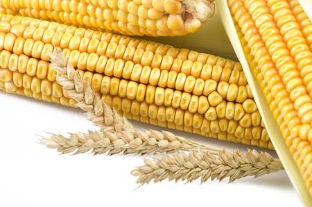 Fresh corn cobs close up on a white background 