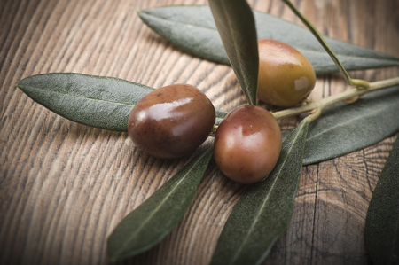 olive branch with three olives from Liguria (Italy)の写真素材