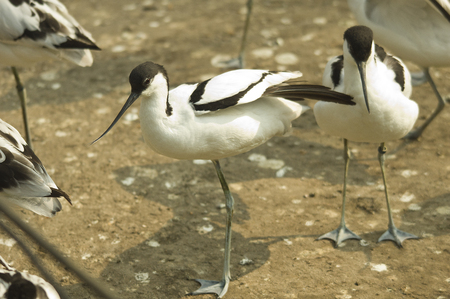 avocet warms in the sun in the parkの写真素材