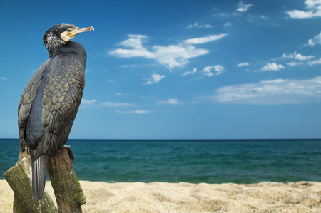 Great Cormorant (Phalacrocorax lucinus) above water on trunk treeの写真素材