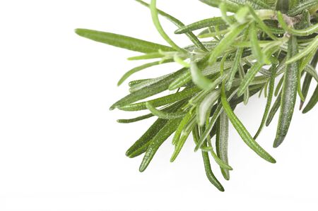 rosemary branch close up on the whiteの写真素材