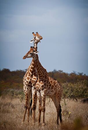 Giraffe in front Amboseli national park Kenyaの写真素材
