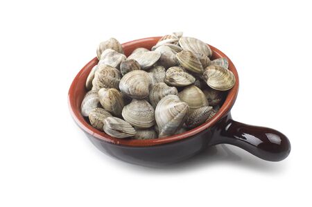 Fresh raw Clam close up on white 