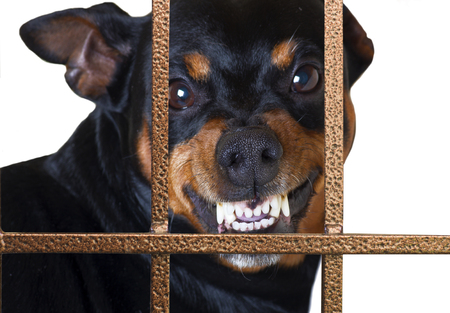 dog growling guard behind a gate houseの写真素材