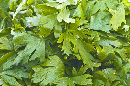 Macro view of fresh green parsley leavesの写真素材