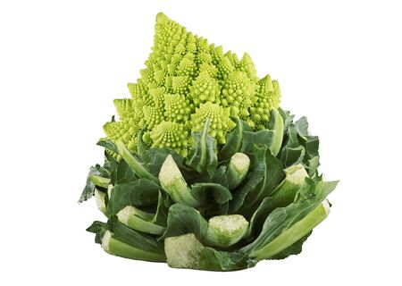 Roman broccoli vegetable,close up on the whiteの写真素材