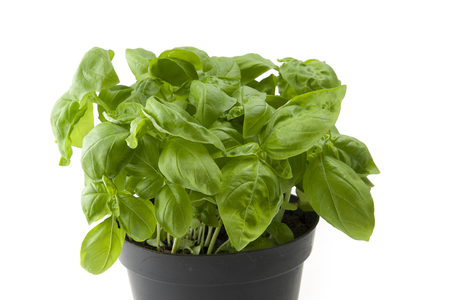 Fresh leaves of basil close up on white の写真素材
